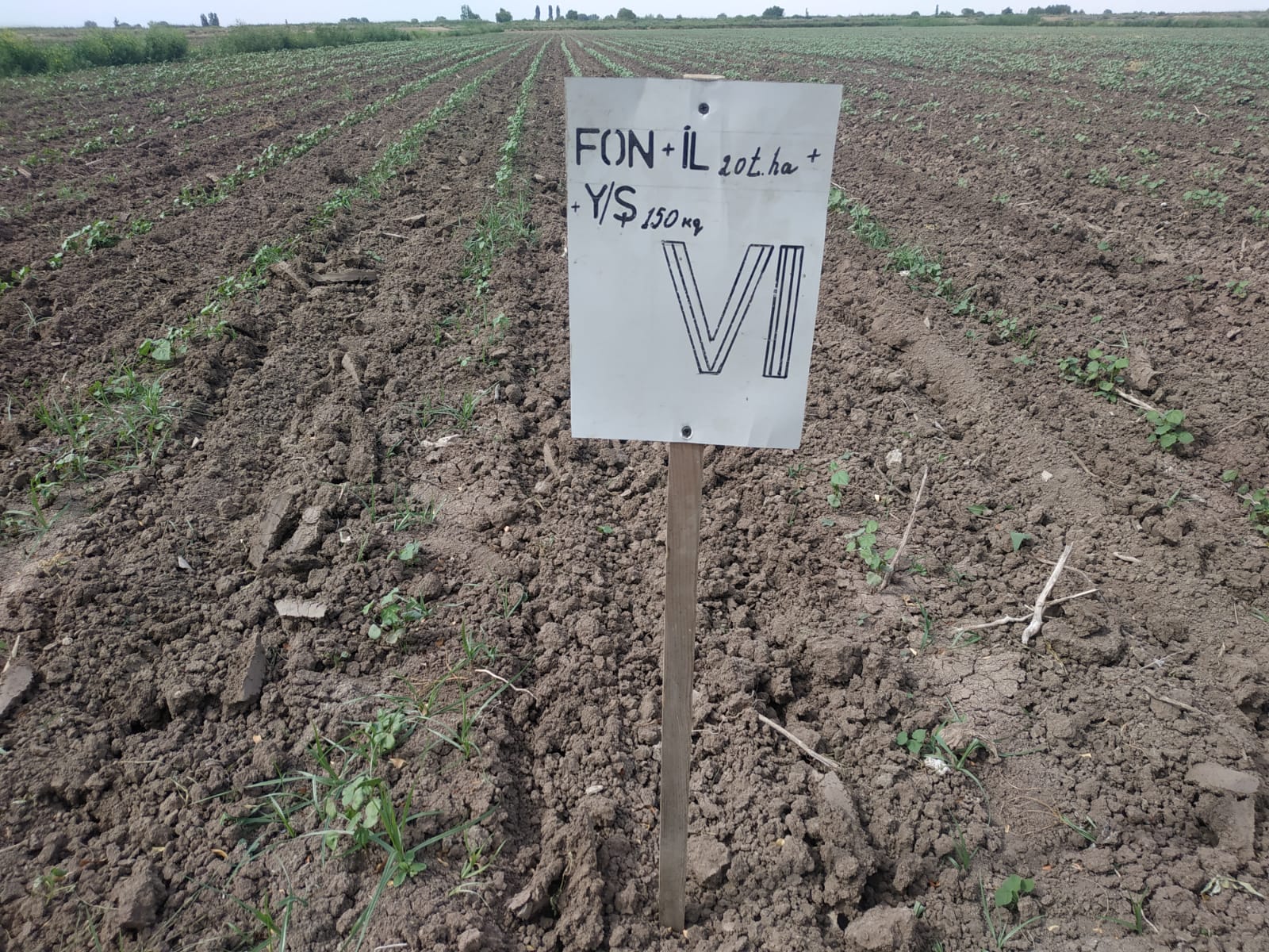 AMEA Torpaqşünaslıq və Aqrokimya İnstitutunun əməkdaşları Saatlı rayonunda seçilmiş tədqiqat obyektində olublar