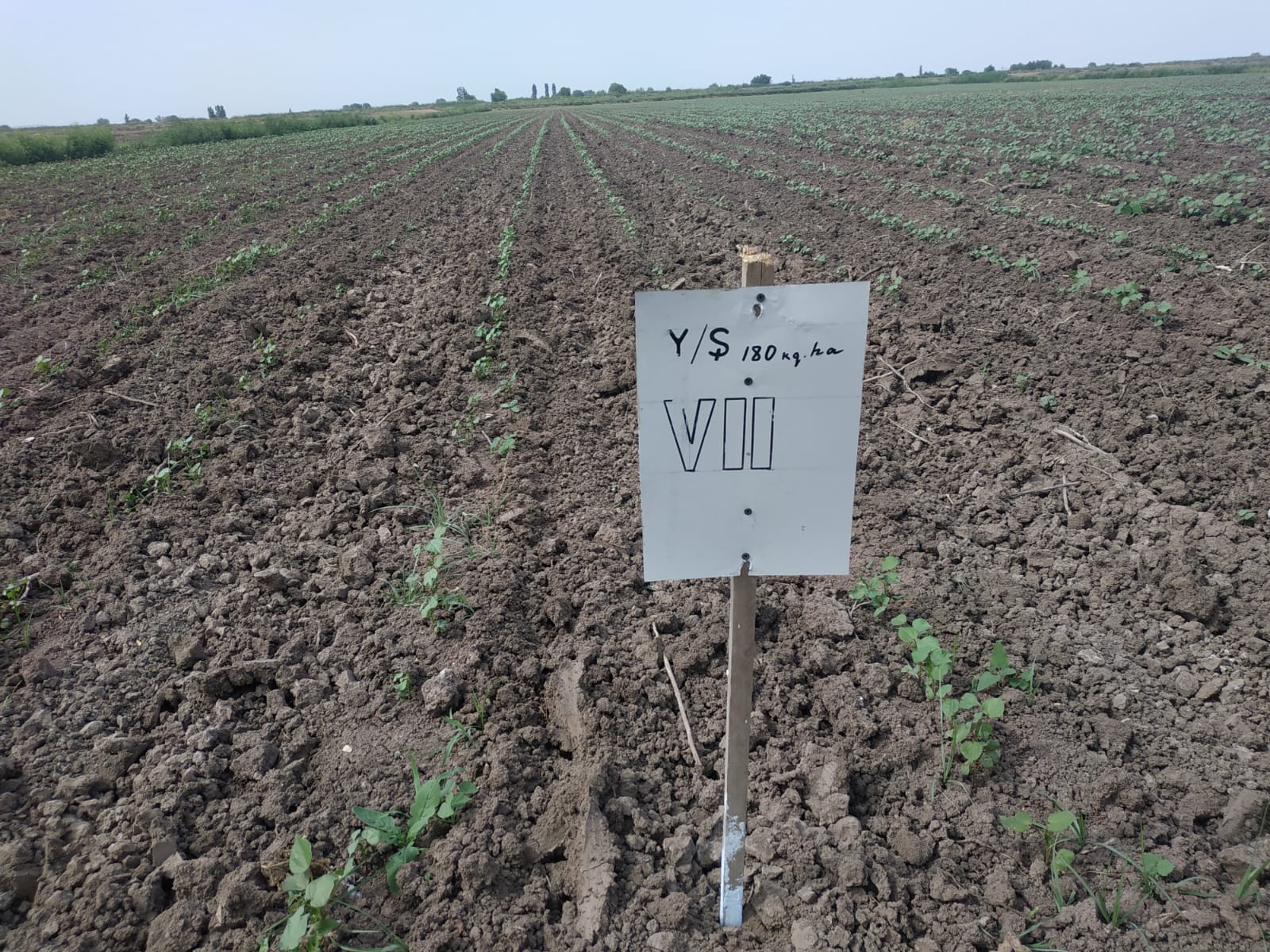 AMEA Torpaqşünaslıq və Aqrokimya İnstitutunun əməkdaşları Saatlı rayonunda seçilmiş tədqiqat obyektində olublar